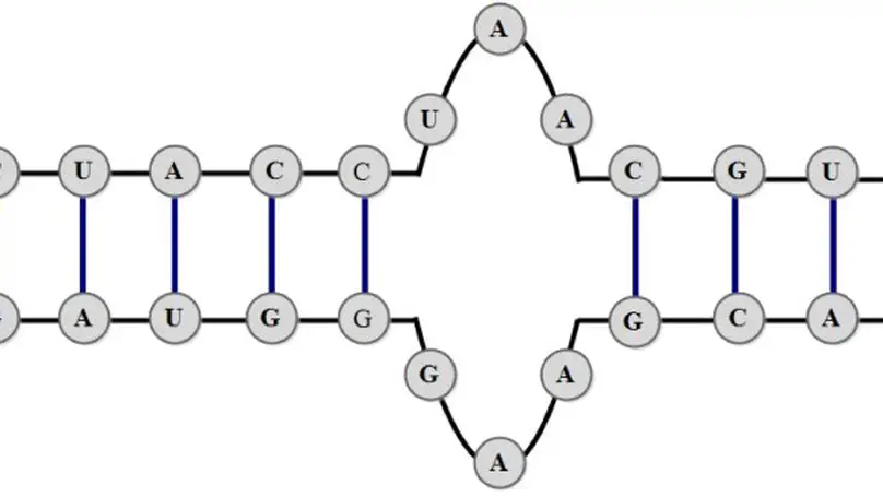 Modeling of RNA secondary structures using two-way quantum finite automata